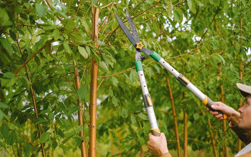 Tree trimming in Malta, IL